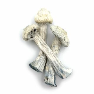 Premium Albino Zilla Mushrooms Online Canada