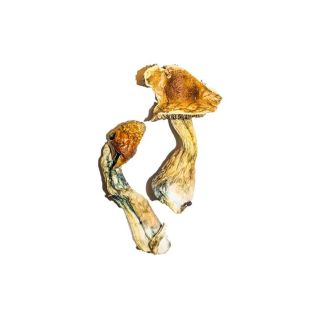 Premium B+ Mushrooms Online Canada