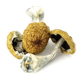 Premium Golden Teacher Mushrooms Online Canada