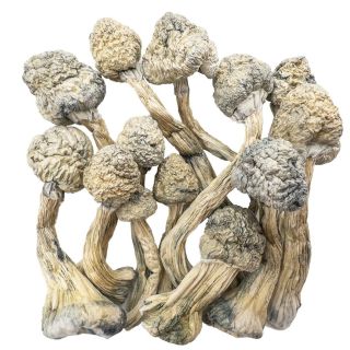 Premium Penis Envy Mushrooms Online Canada